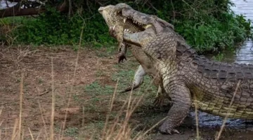 تمساح الزوامل حجم صغير وخطر محدود يثير جدل الصيادين في الشرقية 1